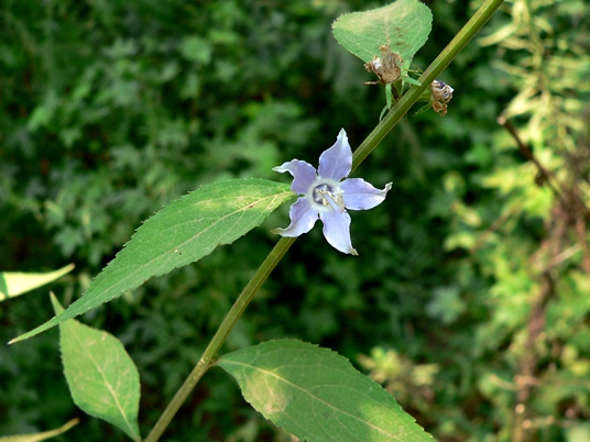 {Campanula americana}